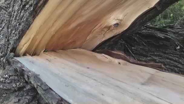 Πεσμένο Δέντρο Μετά Από Ακραία Καιρική Καταστροφή Όπως Καταιγίδα Χαλάζι — Αρχείο Βίντεο