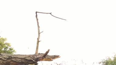 Fırtına, dolu fırtınası ya da kar fırtınası gibi aşırı hava felaketlerinin ardından devrilen ağaçlar, tehlikeli hava koşulları ve kırık ağaç hasarı nedeniyle doğanın ciddi şekilde tahrip edildiğini gösteriyor.