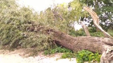 Fırtına, dolu fırtınası ya da kar fırtınası gibi aşırı hava felaketlerinin ardından devrilen ağaçlar, tehlikeli hava koşulları ve kırık ağaç hasarı nedeniyle doğanın ciddi şekilde tahrip edildiğini gösteriyor.