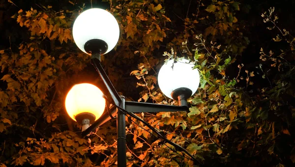 Konum - Rusya, Krasnodar Bölgesi, Ust-Labinsk şehri, şehir parkı, gece.