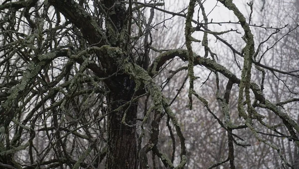 Adygea Området Kring Byn Kamennomostsky Fantastisk Natur Norra Kaukasus — Stockfoto