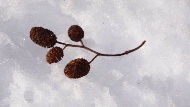 Kuzey Kafkasya 'daki inanılmaz doğal dünya. Adygea Cumhuriyeti, Khamyshki köyü bölgesi. Kutanka Nehri Bölgesi.