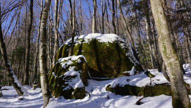 Kuzey Kafkasya 'daki inanılmaz doğal dünya. Adygea Cumhuriyeti, Khamyshki köyü bölgesi. Kutanka Nehri Bölgesi.