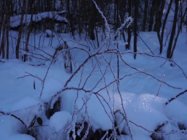 Niesamowity Świat Przyrody Północnym Kaukazie Republika Adygea Region Miejscowości Khamyshki — Wideo stockowe