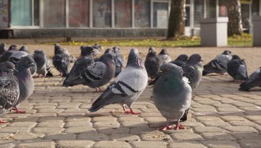 konum-Rusya, Krasnodar Bölgesi, Ust-Labinsk şehri 