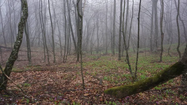 Location Russie République Adygea Région Lago Naki Upland Printemps Tardif — Photo