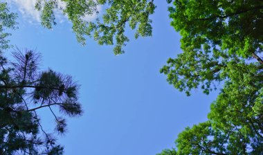 Maykop şehri, Aygea bölgesi cumhuriyeti. Kültür ve dinlenme parkı. 