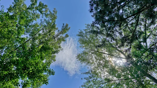 Standort Republik Adygea Der Stadt Maykop Stadtpark Der Kultur Und — Stockfoto