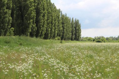 Aygea bölgesi, Krasnogvardeisky bölgesi, Kuban Nehri 'nin taşkın ovası. 