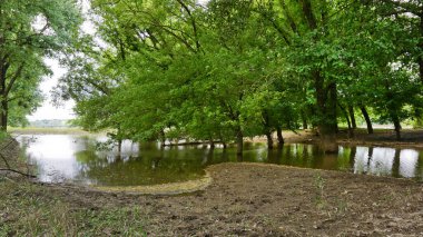 Adygea Cumhuriyeti bölgesi. Kuban Nehri boyunca bozuk para. Sel basmış orman. 