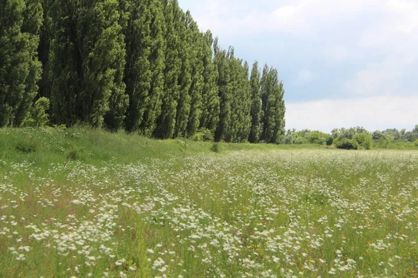 Aygea bölgesi, Krasnogvardeisky bölgesi, Kuban Nehri 'nin taşkın ovası. 