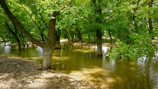 Locatie Republiek Adygea Lage Verandering Langs Kuban Rivier Overstroomd Bos — Stockfoto