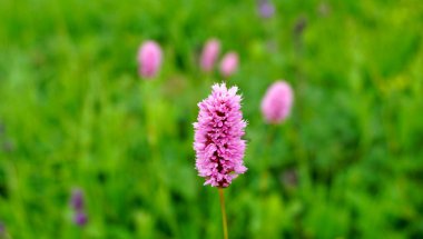 Lago Naki 'nin dağlık arazisi. Kafkas Cumhuriyeti 'ndeki en iyi dağ turizmi Aygea' da. 