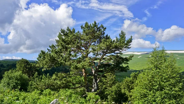 Local Highlands Lago Naki Melhor Turismo Montanha República Caucasiana Adygea — Fotografia de Stock