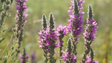 Adygea Cumhuriyeti, Rusya bölgesi. Düz kısmı, tarlalar ve tarım arazileri açısından zengin.. 