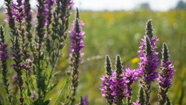 Adygea Cumhuriyeti, Rusya bölgesi. Düz kısmı, tarlalar ve tarım arazileri açısından zengin.. 