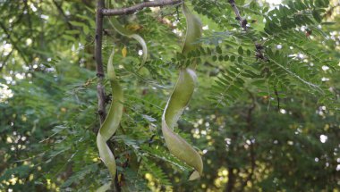 Adygea Cumhuriyeti, Rusya bölgesi. Düz kısmı, tarlalar ve tarım arazileri açısından zengin.. 
