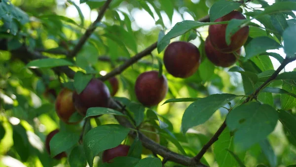 Location Russia República Adygea Parte Plana Rica Campos Tierras Agrícolas —  Fotos de Stock