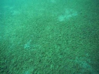 Dağ göllerinin sualtı dünyası. Konum: Rusya, Karachay-Çatısız Cumhuriyet. Aksaut Nehri 'nin yanındaki vadide. Kyngyrchat Gölü. 