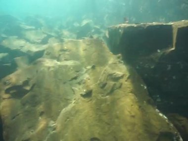 Dağ göllerinin sualtı dünyası. Konum: Rusya, Karachay-Çatısız Cumhuriyet. Aksaut Nehri 'nin yanındaki vadide. Kyngyrchat Gölü. 