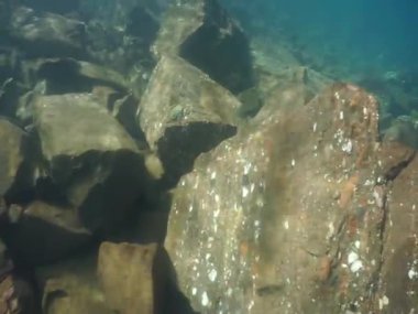 Dağ göllerinin sualtı dünyası. Konum: Rusya, Karachay-Çatısız Cumhuriyet. Aksaut Nehri 'nin yanındaki vadide. Kyngyrchat Gölü. 