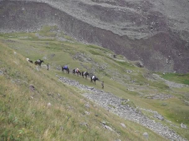 高加索 阿迪加山地共和国最美丽的地方之一 一群马在高山高原上吃草 — 图库视频影像