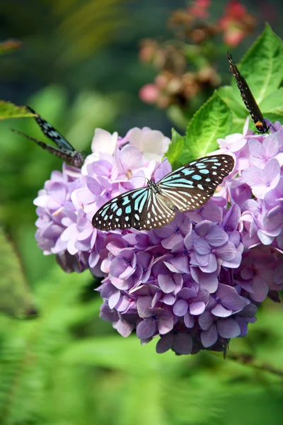 Butterfly — Stock Photo, Image