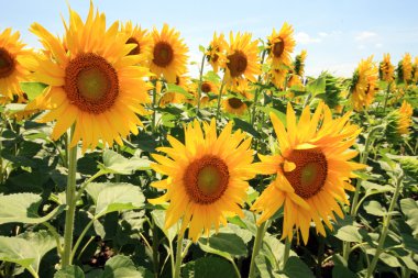 Fransa - ayçiçeği