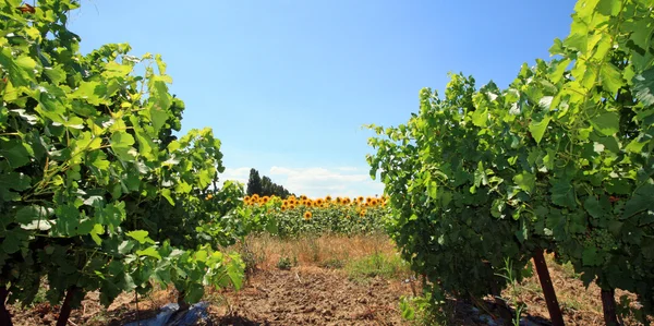 Frankrijk - zonnebloemen — Stockfoto