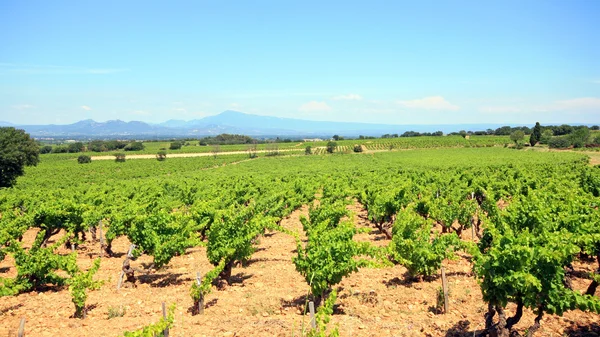 Франция - Chateauneuf du Pape — стоковое фото