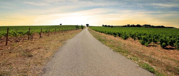 France - Chateauneuf du Pape — Stock Photo, Image