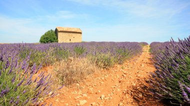 Fransa - Valensole