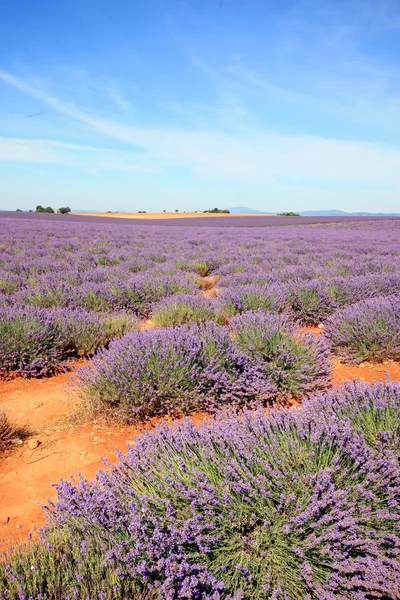 Francja - Valensole — Zdjęcie stockowe