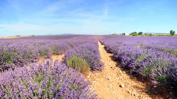 Franciaország - Valensole — Stock Fotó