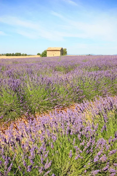 Francja - Valensole — Zdjęcie stockowe