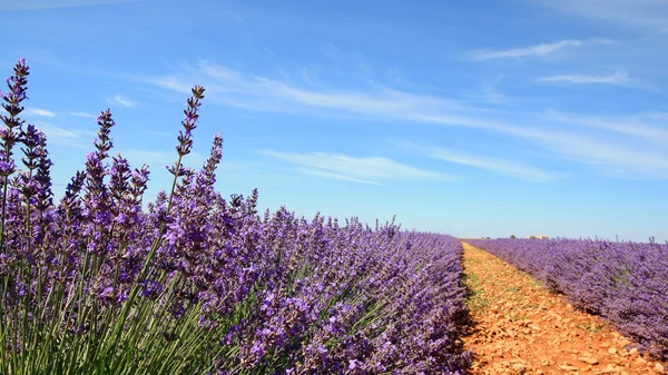 Franciaország - Valensole — Stock Fotó