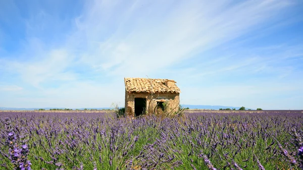 France - Valensole — Photo