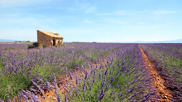 France - Valensole — Photo