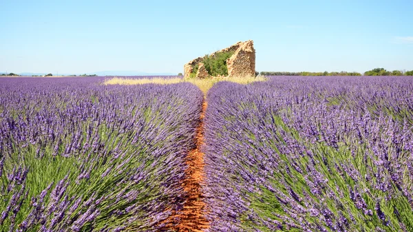 Franciaország - Valensole — Stock Fotó