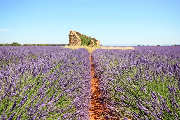 Franciaország - Valensole — Stock Fotó