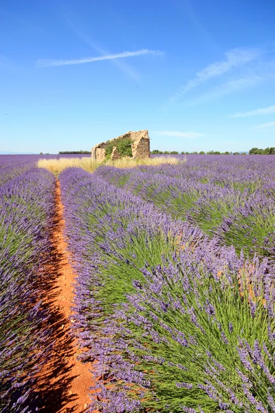 Franciaország - Valensole — Stock Fotó