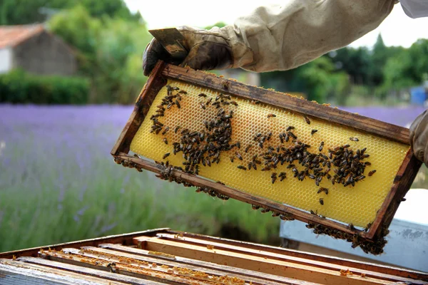 Beekeeper — Stock Photo, Image