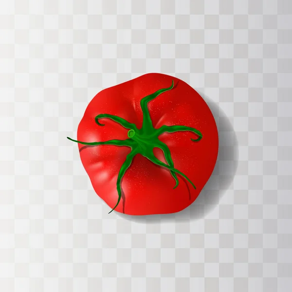 Um grande tomate de bife vermelho com caule verde isolado no fundo semi transparente. Vista de cima. 3d ilustração vetorial realista com sombras —  Vetores de Stock