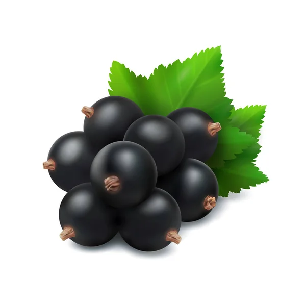 Grosella negra baya con hojas verdes realista 3d vector ilustración aislada sobre fondo blanco. — Vector de stock