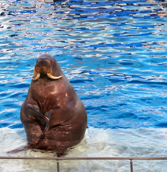 Fat walrus in the pool. A mammal outside the will.