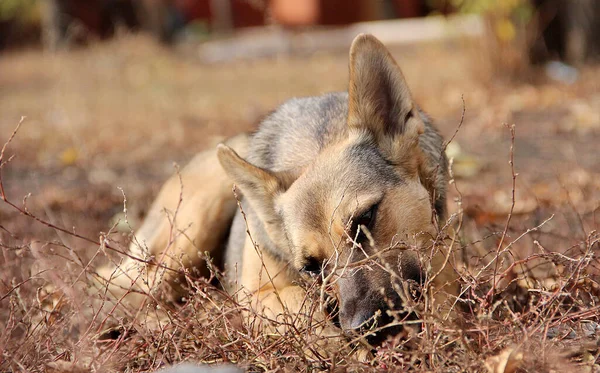 A stray dog eats food. Dog on the street.