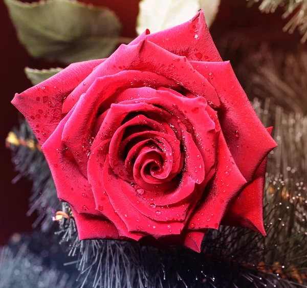 Red rose on the background of the Christmas tree. New year\'s background.