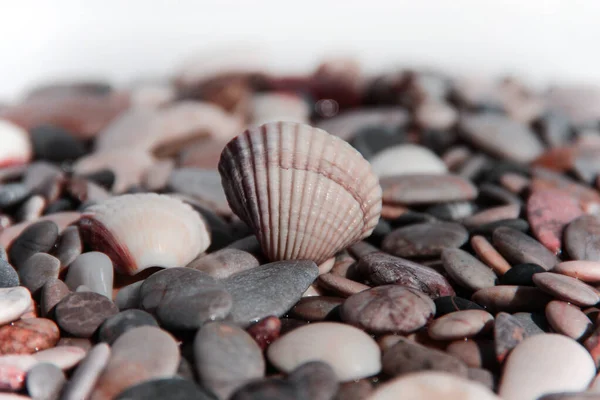 Seashell on a background of stones. Marine background.