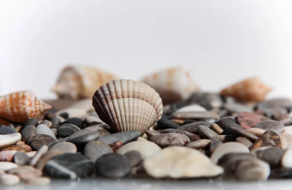 Seashell on a background of stones. Marine background.