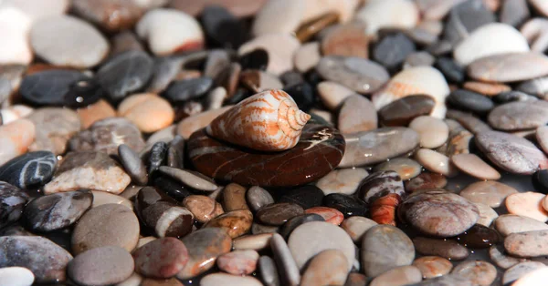 Seashell on a background of stones. Marine background.